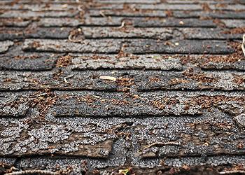 Lebron Construction & Roofing Inc Images